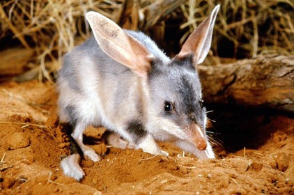 Organic Easter Bilby Chocolates (Raw) | 6 Individually Wrapped Bilbies | Fair Trade, Raw Cacao, Ethical, Australian Honey | Helps Bilbies
